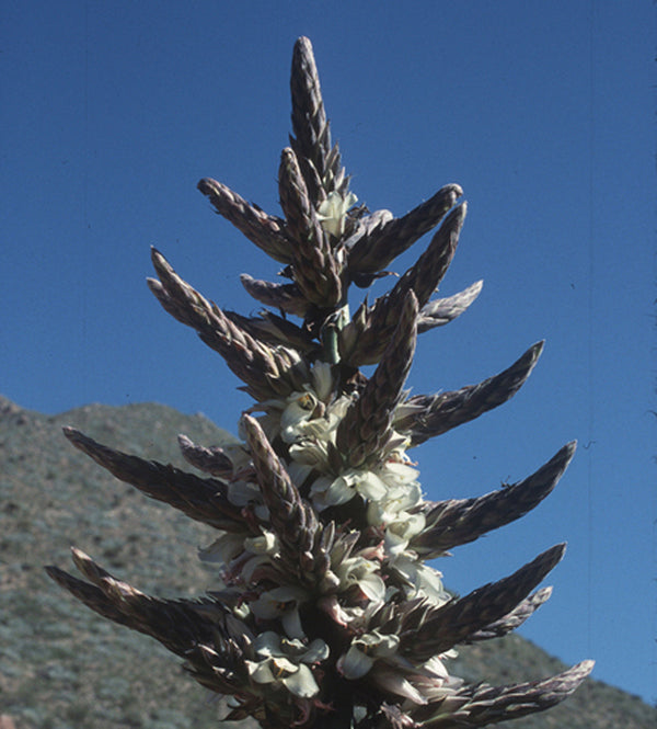 Image of Puya yakespala|In Situ Lake Brealito, Argentina|