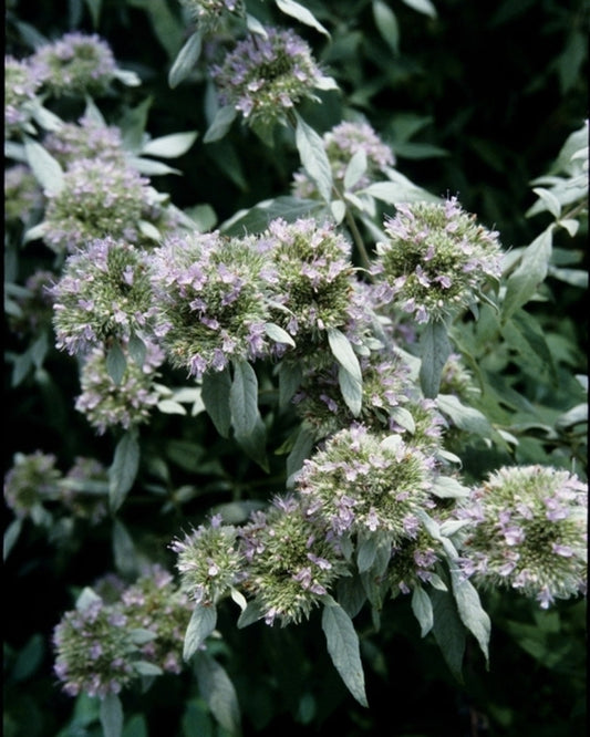 Image of Pycnanthemum 'Eagle Rock'taken at Juniper Level Botanic Gdn, NC by JLBG