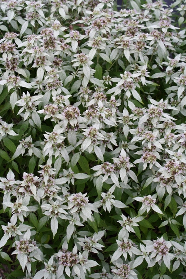 Image of Pycnanthemum incanum 'Stowe Away'taken at Juniper Level Botanic Gdn, NC by JLBG