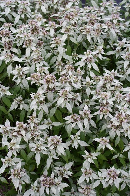 Image of Pycnanthemum incanum 'Stowe Away'taken at Juniper Level Botanic Gdn, NC by JLBG