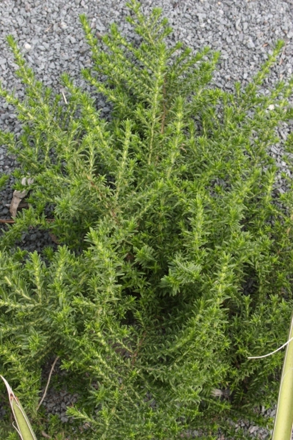 Image of Pycnothymus rigidus NE Florida form|Juniper Level Botanic Gdn, NC|JLBG