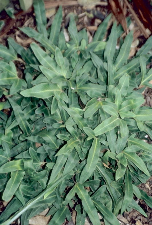Image of Pyrrosia hastata|J.C. Raulston Arboretum, NC|
