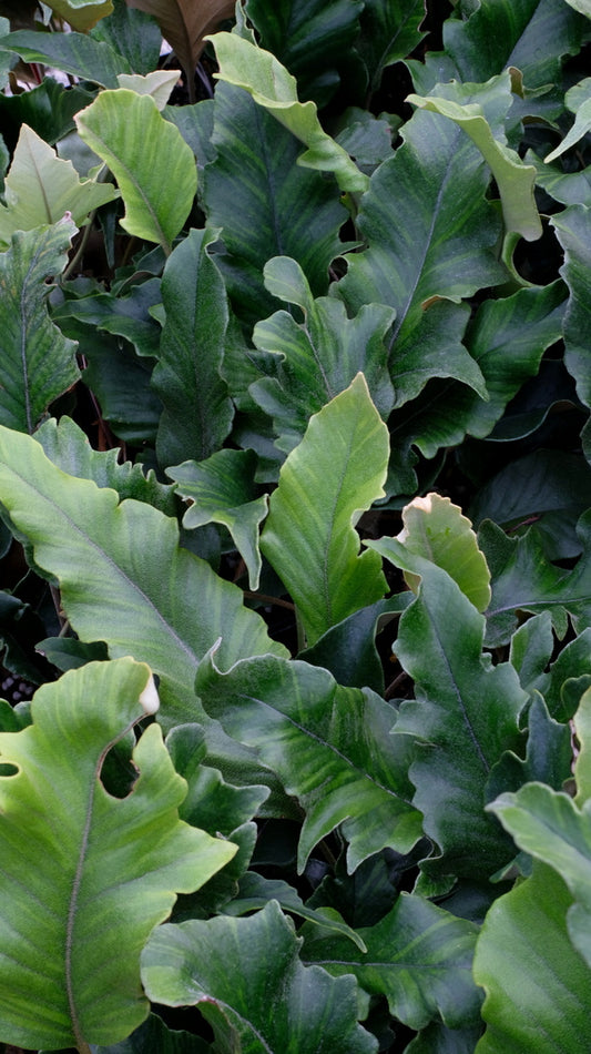 Image of Pyrrosia lingua 'Hagoromo Nishiki'taken at Juniper Level Botanic Gdn, NC by JLBG