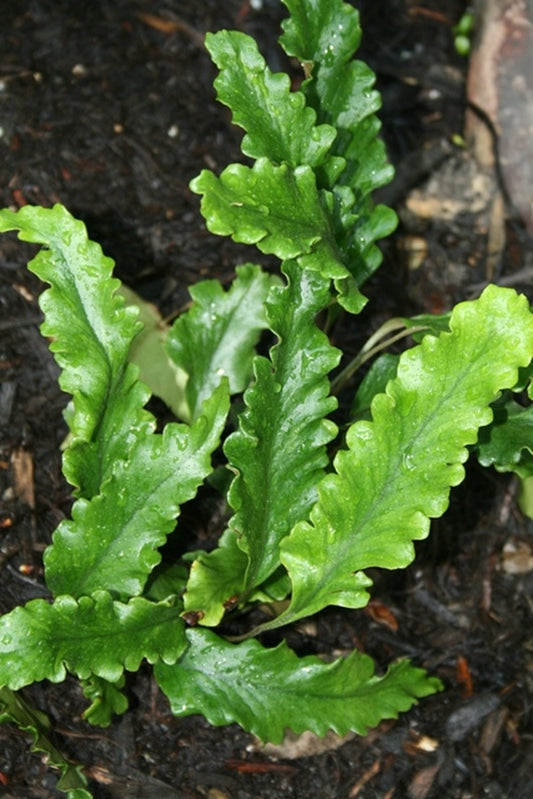 Image of Pyrrosia lingua 'Tachiba Koryu'|Juniper Level Botanic Gdn, NC|JLBG