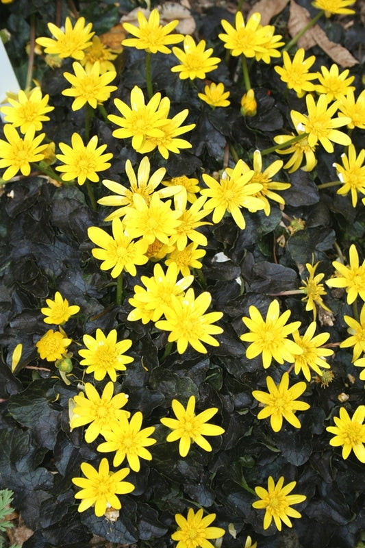 Image of Ranunculus ficaria 'Brazen Hussy'|Juniper Level Botanic Gdn, NC|JLBG