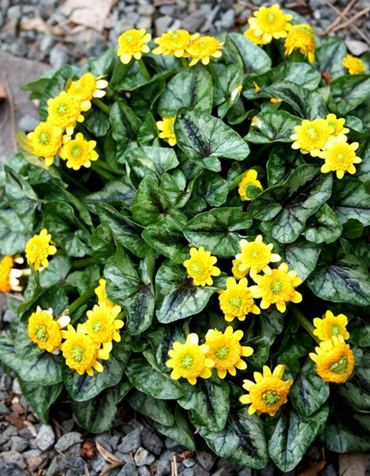 Image of Ranunculus ficaria 'Collarette'|Juniper Level Botanic Gdn, NC|JLBG