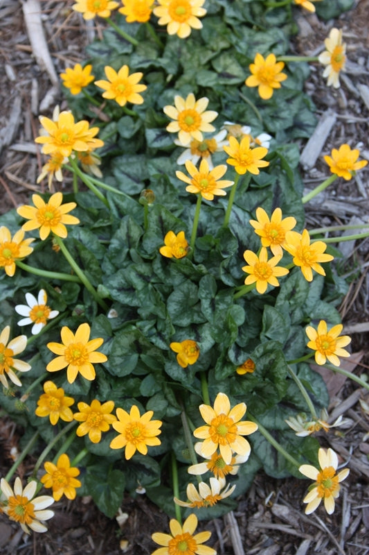 Image of Ranunculus ficaria 'Orange You Cute'