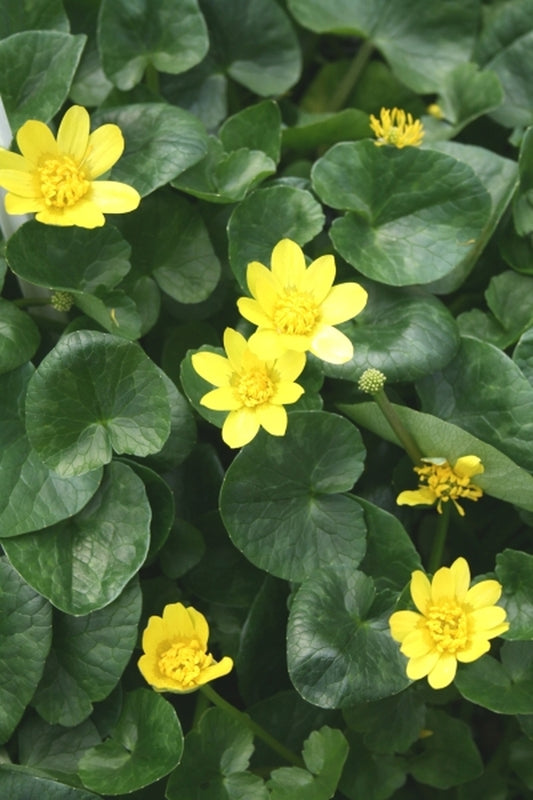 Image of Ranunculus ficaria ssp. ficariiformis|Juniper Level Botanic Gdn, NC|JLBG