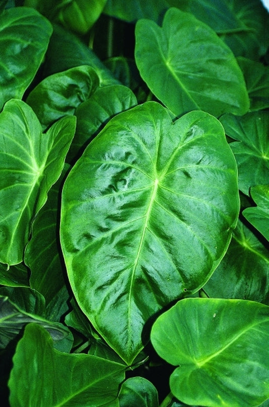 Image of Remusatia hookeriana|Juniper Level Botanic Gdn, NC|JLBG