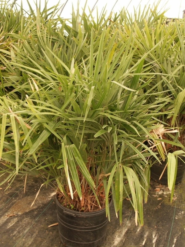 long leaf palm plant Rhapidophyllum hystrix Large Pickup Only