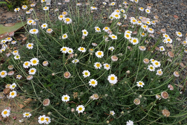Image of Rhodanthemum atlanticum ||