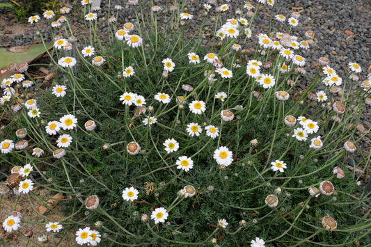 Image of Rhodanthemum atlanticum ||
