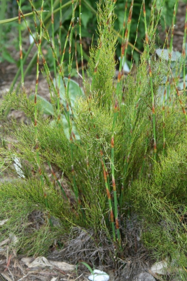 Image of Rhodocoma capensis|Juniper Level Botanic Gdn, NC|JLBG