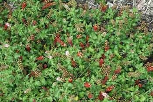 Image of Rivina humilis|Juniper Level Botanic Gdn, NC|JLBG