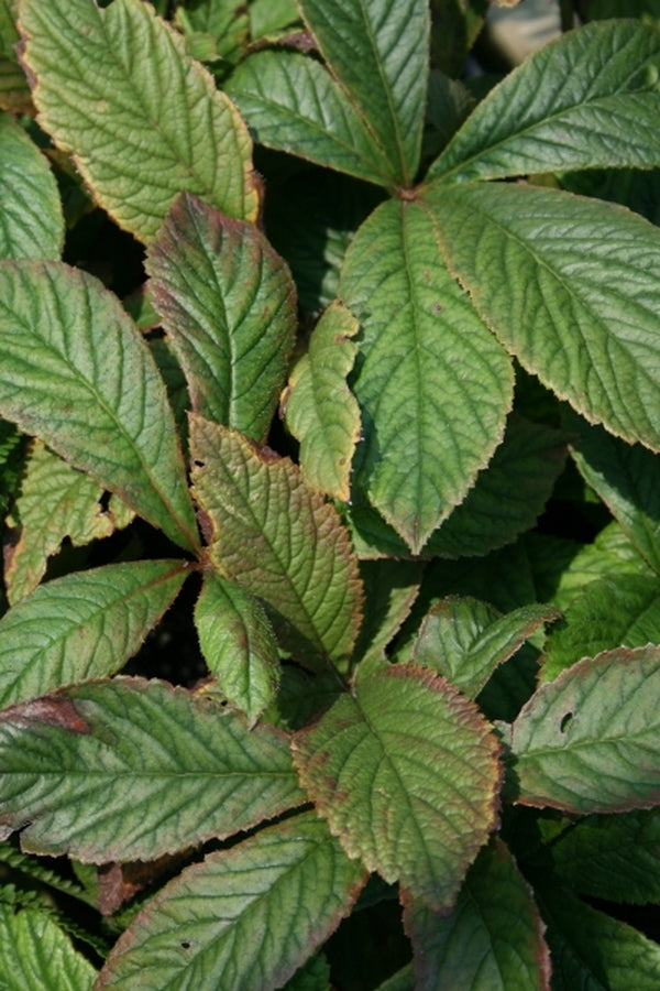 Image of Rodgersia pinnata 'Chocolate Wings' PPAF|Juniper Level Botanic Gdn, NC|JLBG