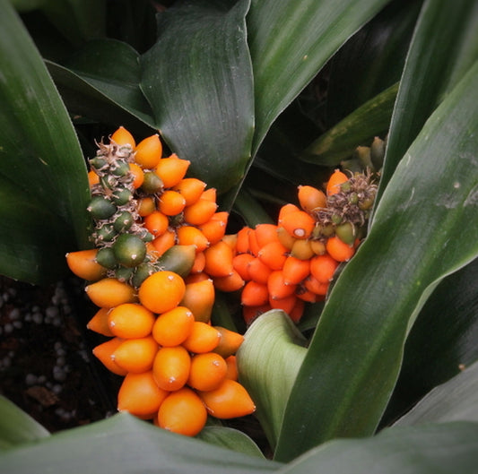 Image of Rohdea chinensis var. chinensis 'Green Panda'||