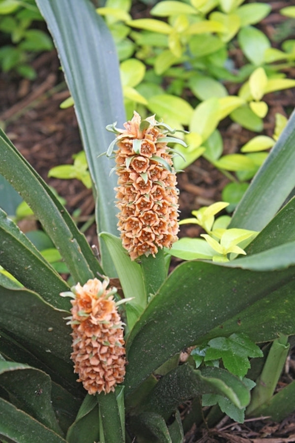Image of Rohdea chinensis var. chinensis 'Taiwan'taken at Juniper Level Botanic Gdn, NC by JLBG