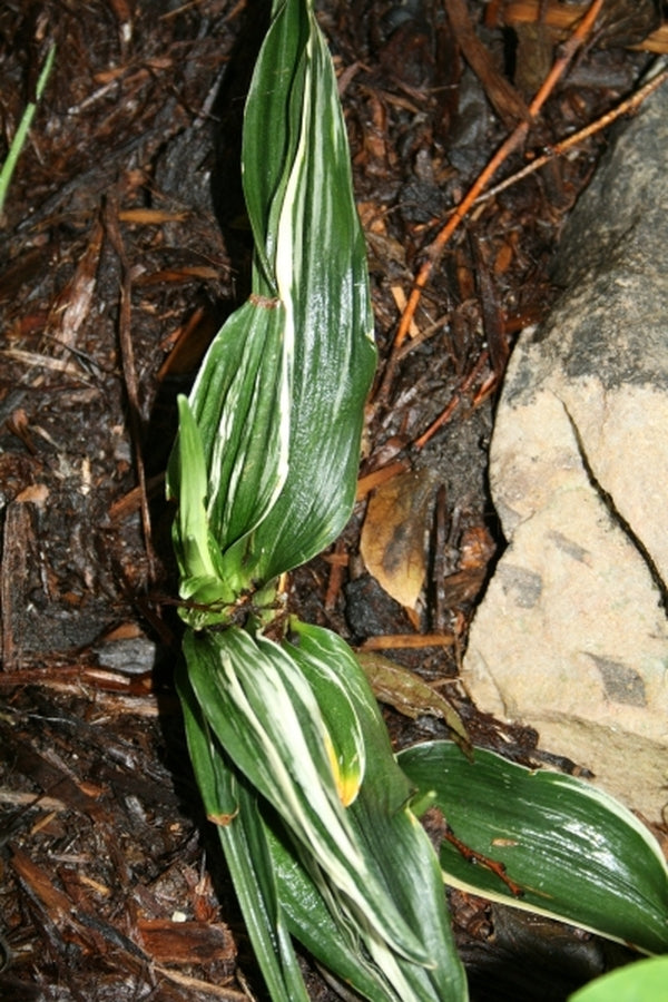Image of Rohdea japonica 'Gyoku Ho Nishiki'|Juniper Level Botanic Gdn, NC|JLBG