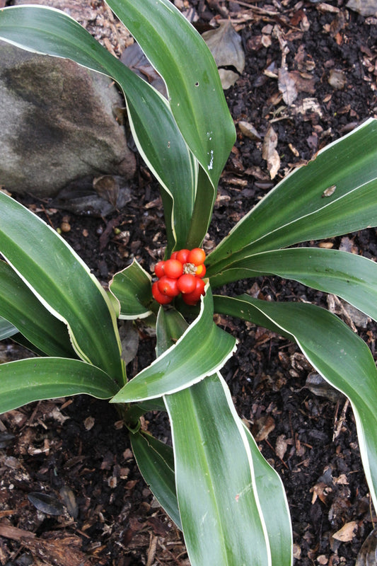 Image of Rohdea japonica 'Herbie'||