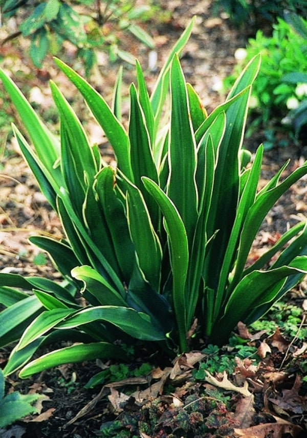 Image of Rohdea japonica 'Miyako-No-Jo'taken at Juniper Level Botanic Gdn, NC by JLBG