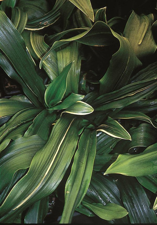 Image of Rohdea japonica 'Suncrest'|Juniper Level Botanic Gdn, NC|JLBG