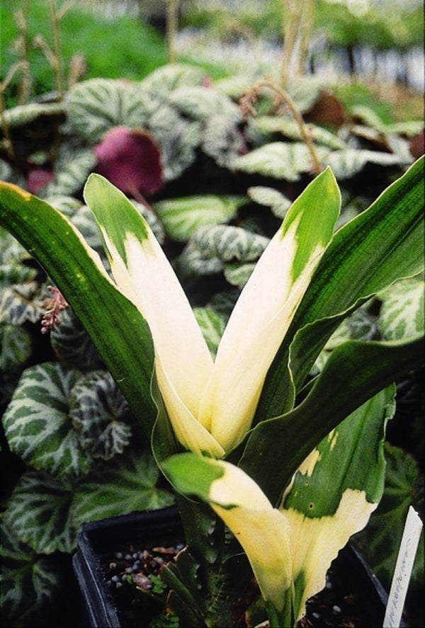 Image of Rohdea japonica 'Washitakakuma'taken at Juniper Level Botanic Gdn, NC by JLBG