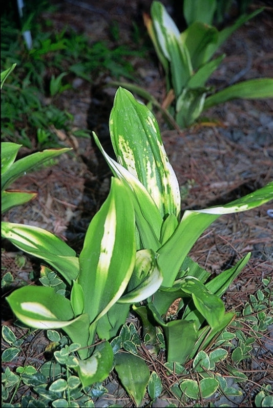 Image of Rohdea japonica 'Yattazu Yan Jaku'|J.C. Raulston Arboretum, NC|