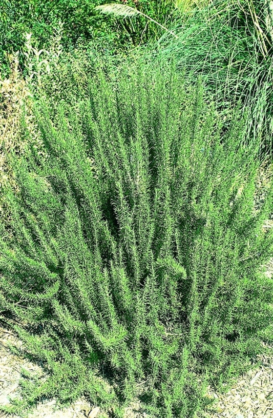 Image of Rosmarinus officinalis 'Furneaux Hardy'|Juniper Level Botanic Gdn, NC|JLBG