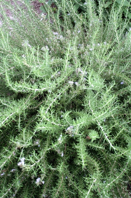 Image of Rosmarinus officinalis 'Renzels' PP 9,124|Juniper Level Botanic Gdn, NC|JLBG
