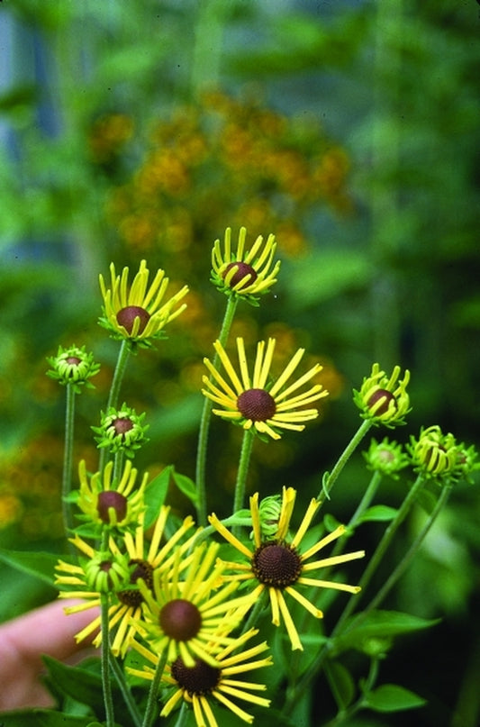 Image of Rudbeckia subtomentosa 'Henry Eilers'|Ridgecrest Nsy, AR|