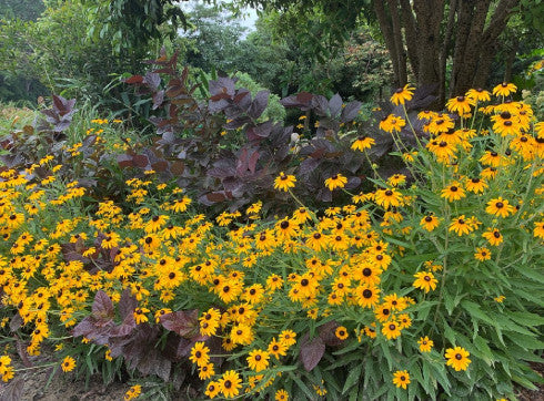 Zoom Recording: Garden Design for Plant Diversity