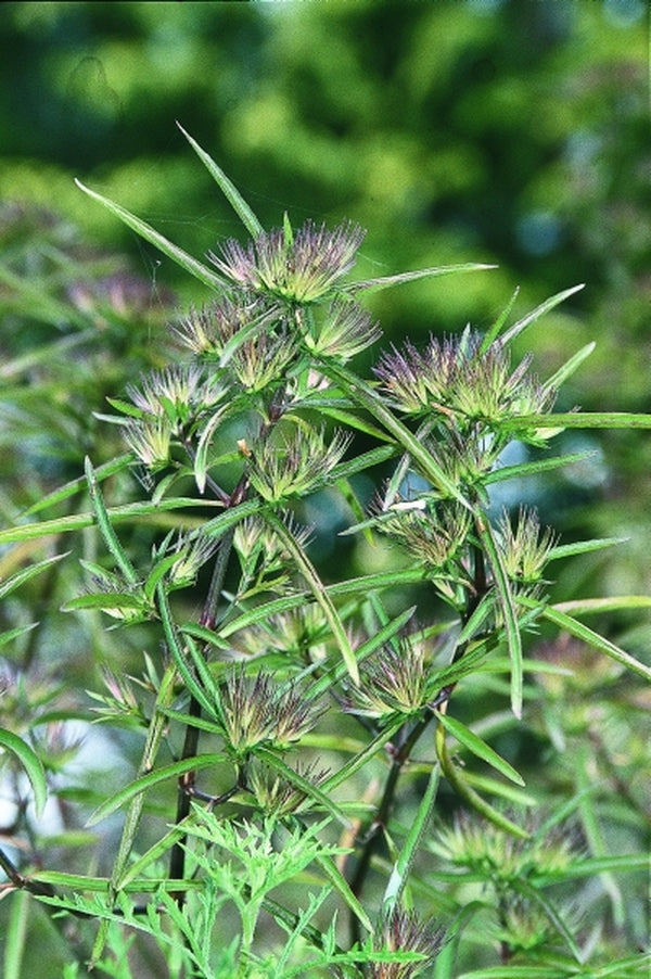 Image of Ruellia 'Oh What A Feeling'|Juniper Level Botanic Gdn, NC|JLBG