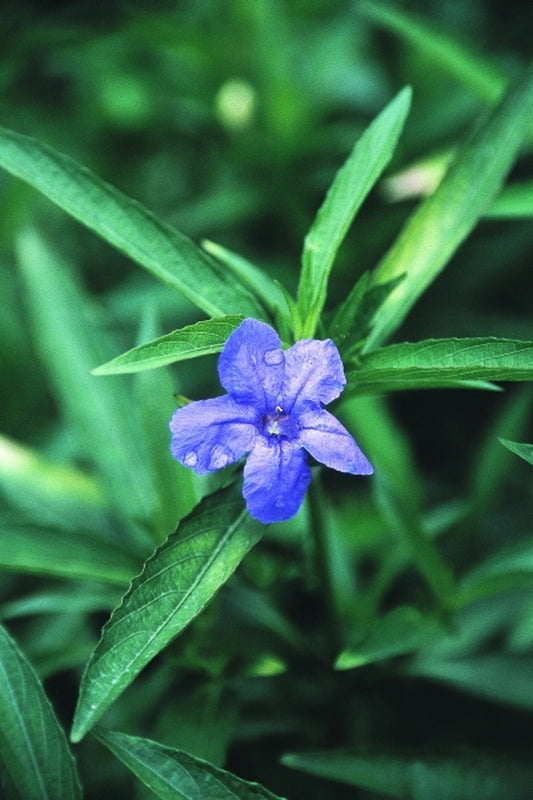 Image of Ruellia 'Oh What A Feeling'|Juniper Level Botanic Gdn, NC|JLBG