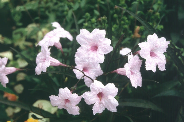 Image of Ruellia brittoniana 'Chi Chi'|Juniper Level Botanic Gdn, NC|JLBG