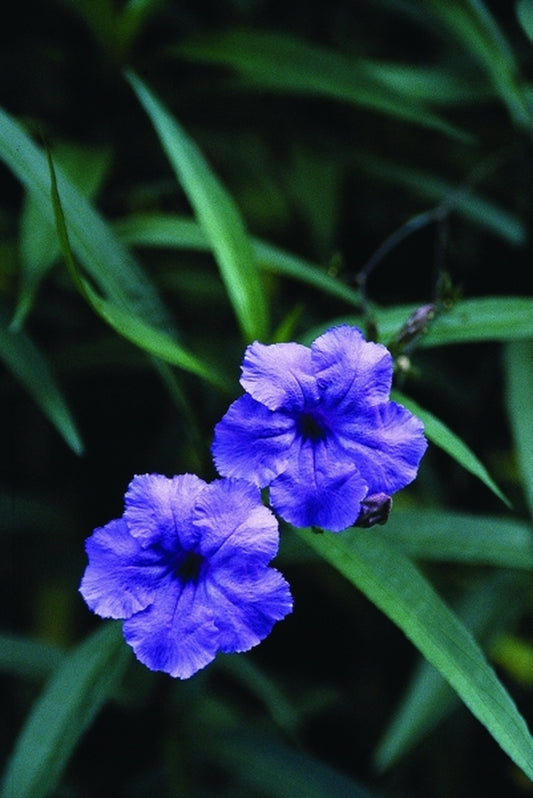 Image of Ruellia brittoniana Tall Purple Form|Juniper Level Botanic Gdn, NC|JLBG