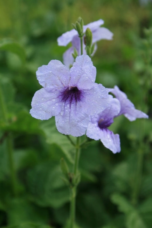Image of Ruellia ciliatiflora coll. #A1AG-069|Juniper Level Botanic Gdn, NC|JLBG