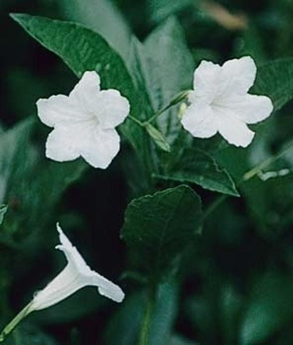Image of Ruellia malacosperma White Flower Form|Juniper Level Botanic Gdn, NC|JLBG