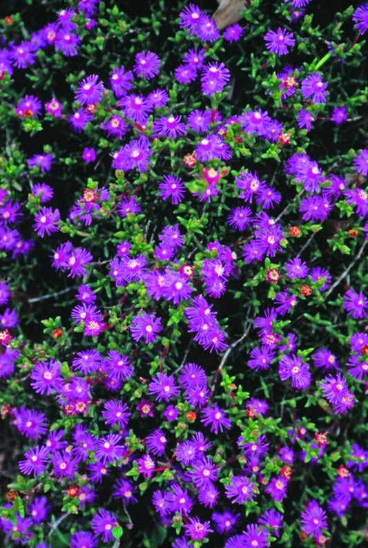Image of Ruschia 'Calvinia Pink'|Juniper Level Botanic Gdn, NC|JLBG