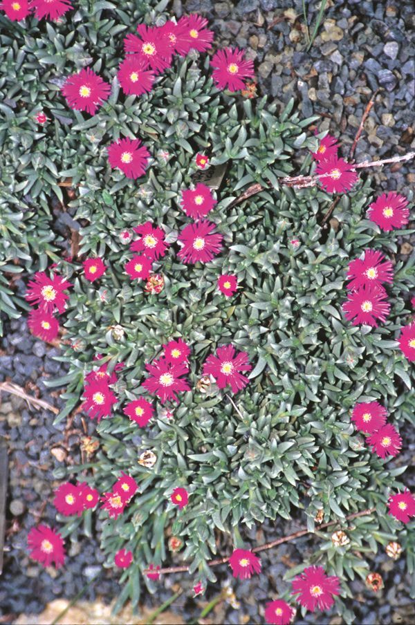 ruschia succulent Ruschia indurata
