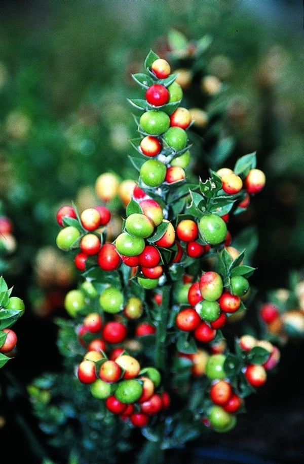 Image of Ruscus aculeatus 'Christmas Berry' PP 16,680|Kebra Nsy, NL|
