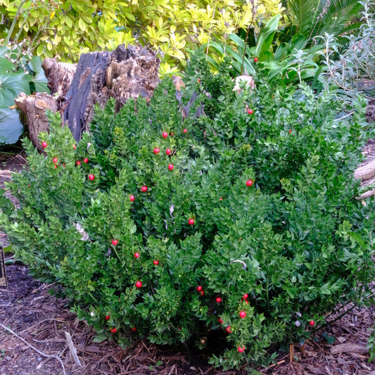 Image of Ruscus aculeatus 'Sparkler'taken at Juniper Level Botanic Gdn, NC by JLBG
