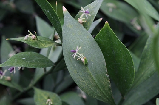 Image of Ruscus hypoglossum 'Mr. Lonely'||