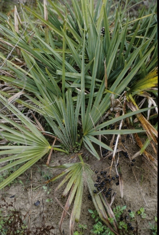 Image of Sabal minor 'Castor Dwarf'|In Situ Louisiana|