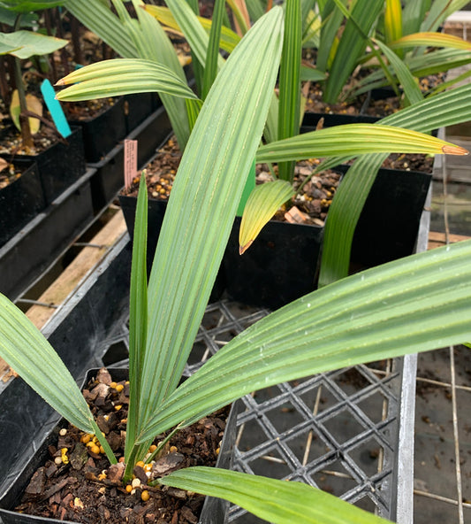 Image of Sabal minor 'Lawrence'|Juniper Level Botanic Gdn, NC|C. Hardison
