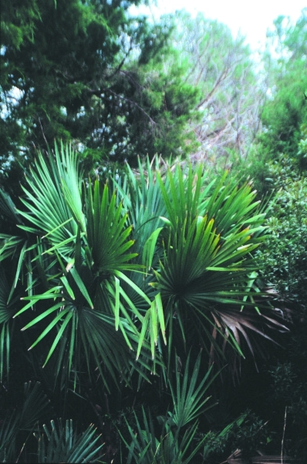 Image of Sabal minor 'Oriental Giant'|In Situ Hobucken, NC|