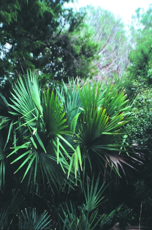 Image of Sabal minor 'Oriental Giant'|In Situ Hobucken, NC|