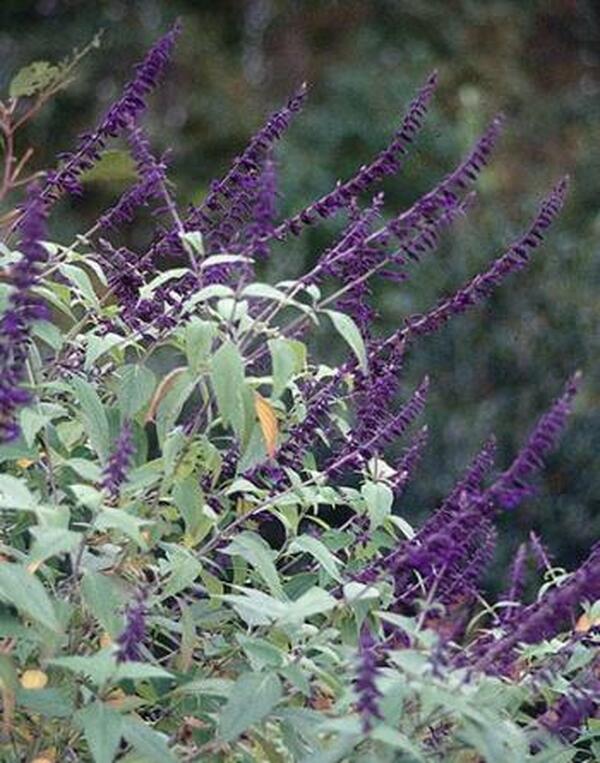 Image of Salvia 'Anthony Parker'|Juniper Level Botanic Gdn, NC|JLBG