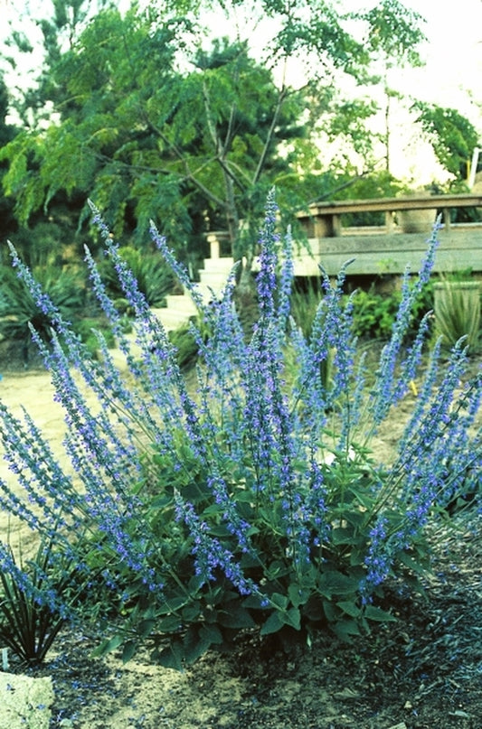 Image of Salvia 'Blue Chiquita'|Juniper Level Botanic Gdn, NC|JLBG
