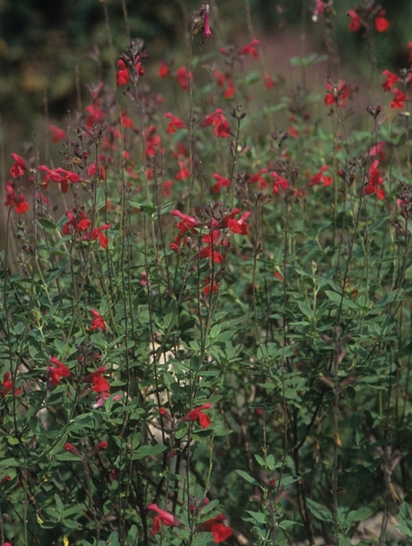 Image of Salvia 'Maraschino'taken at Juniper Level Botanic Gdn, NC by JLBG