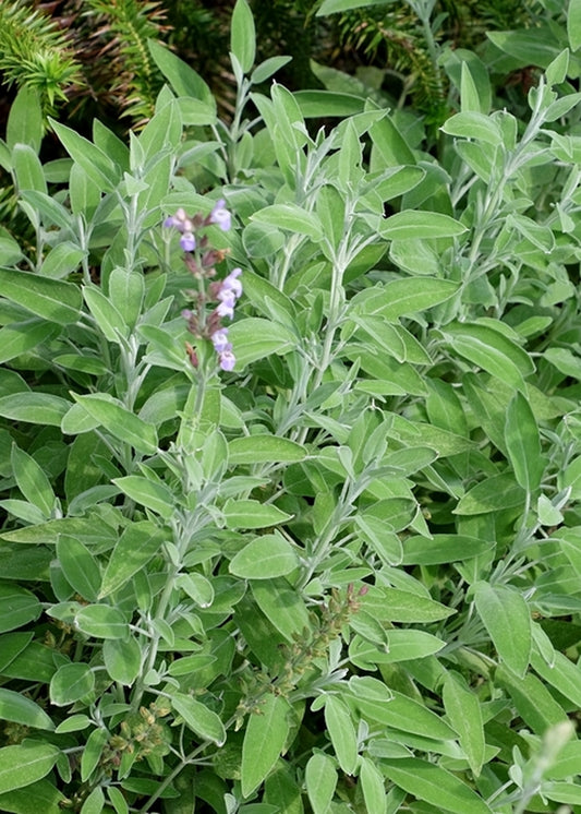Image of Salvia 'Newe Ya'ar'|J.C. Raulston Arboretum, NC|